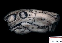 藏品(脊椎動物頭部演化)的圖片